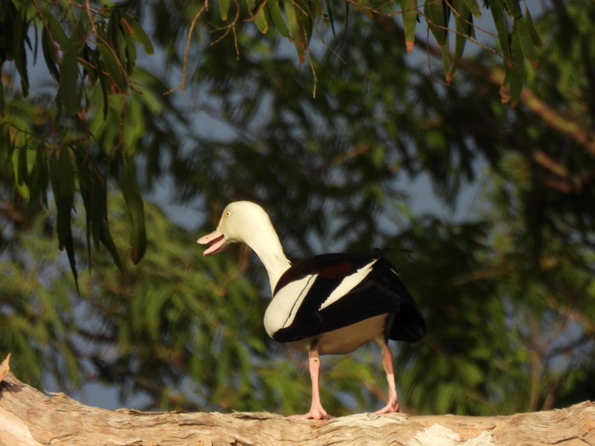 Radjah Shelduck - ML617111361