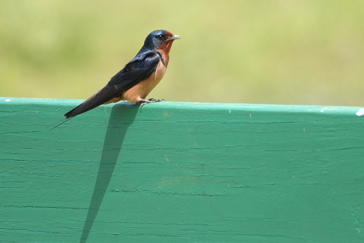 Barn Swallow - ML617111363