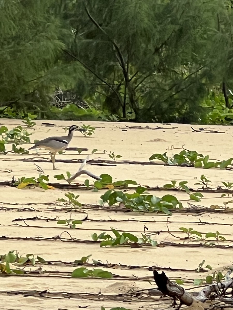 Beach Thick-knee - ML617111367