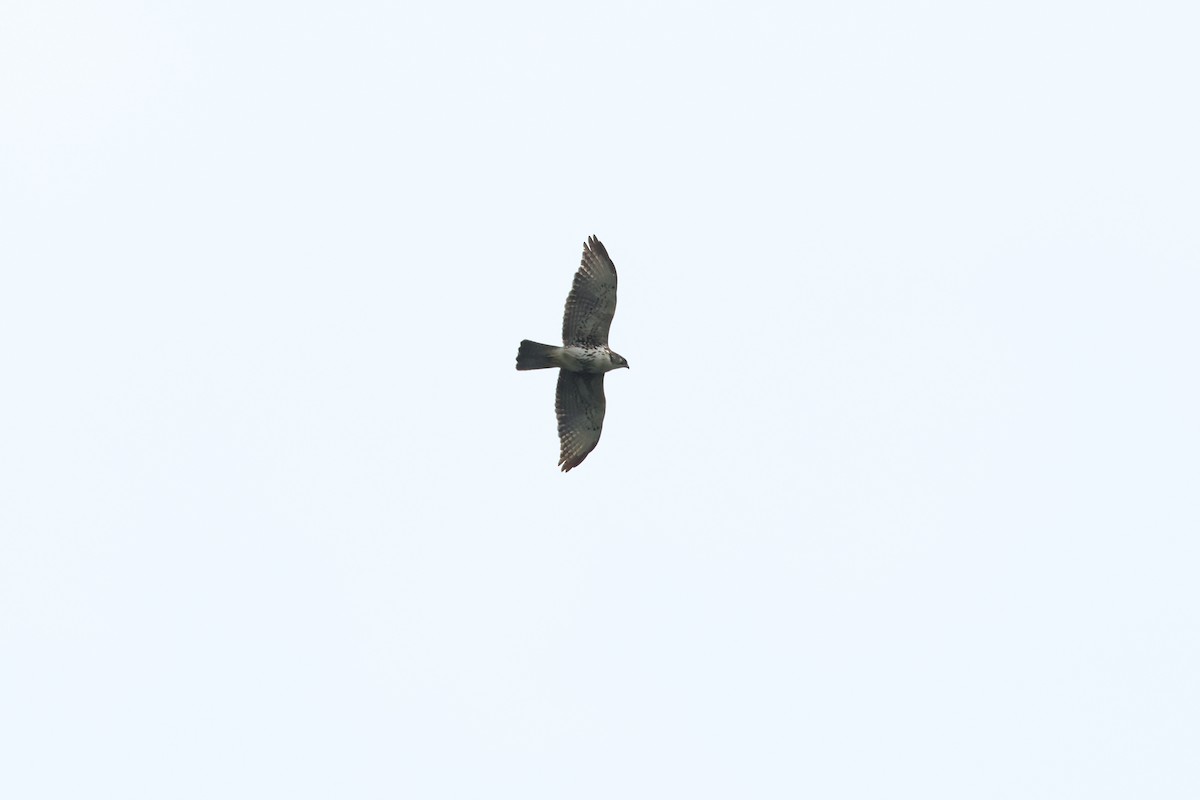 White-throated Hawk - ML617111393