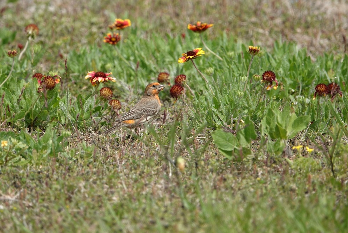 House Finch - ML617111426