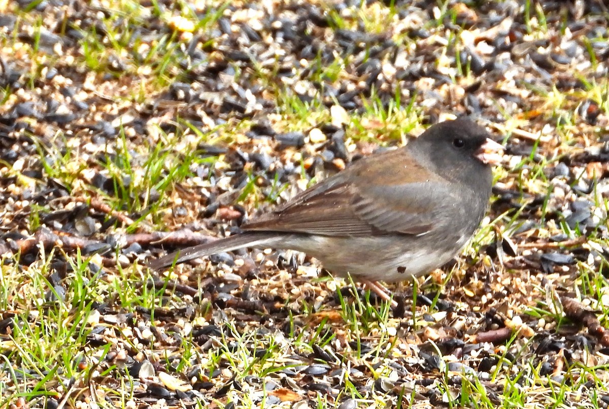 Dark-eyed Junco - ML617111435