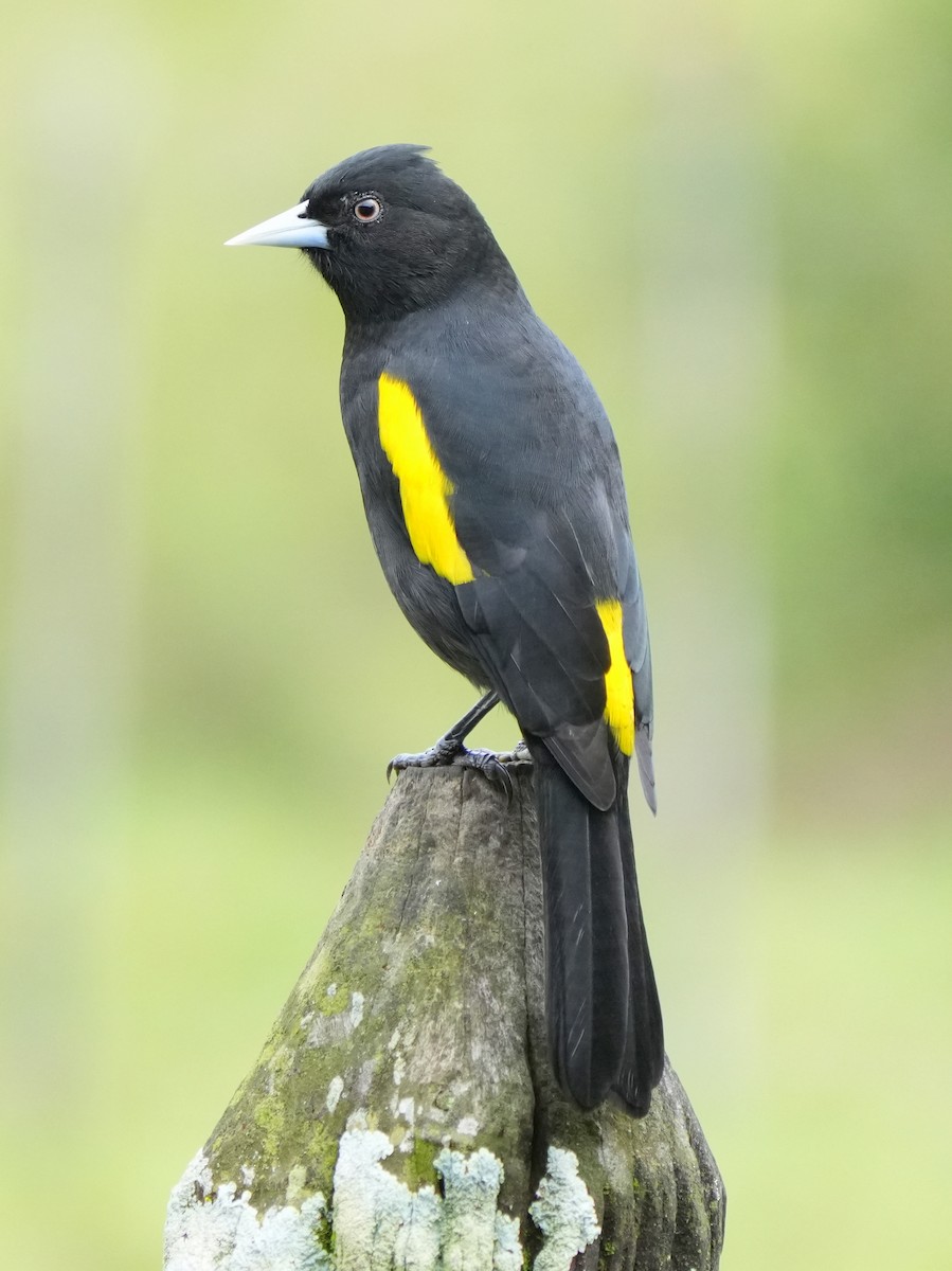 Golden-winged Cacique - Carlos Crocce