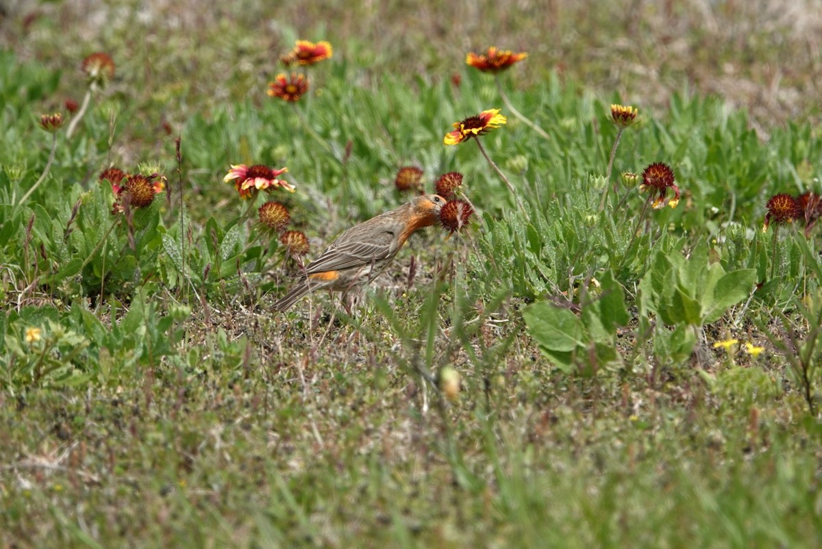 House Finch - ML617111466