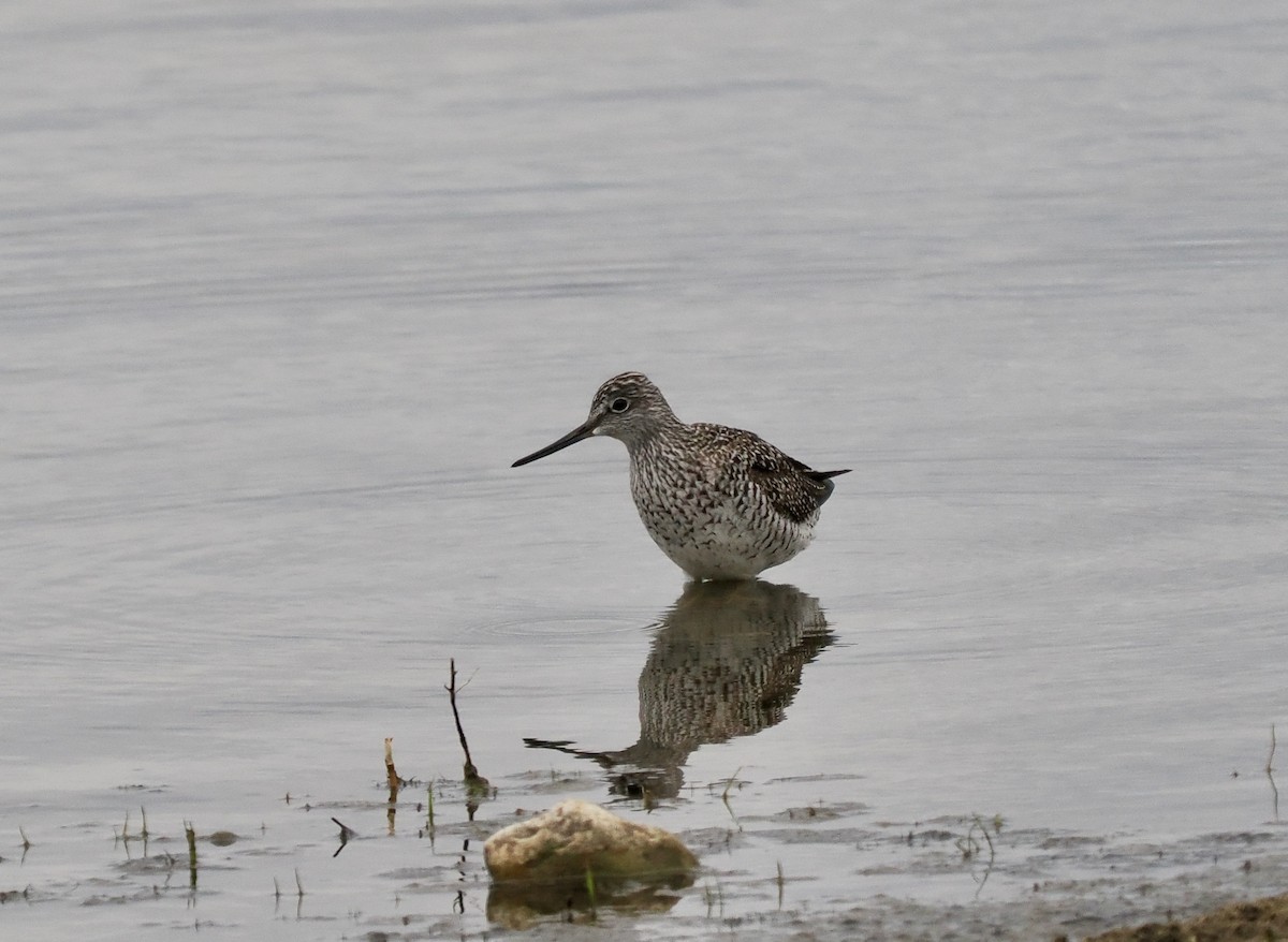 Greater Yellowlegs - ML617111496