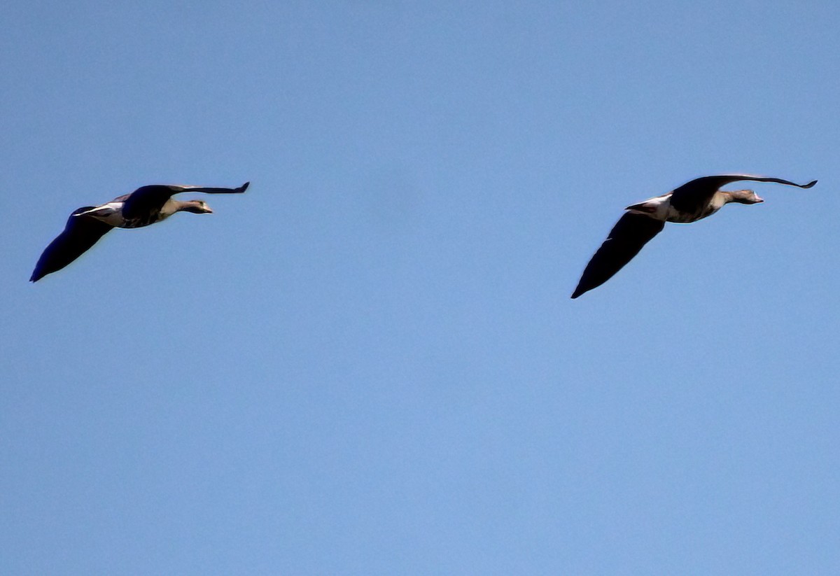 Greater White-fronted Goose - ML617111513