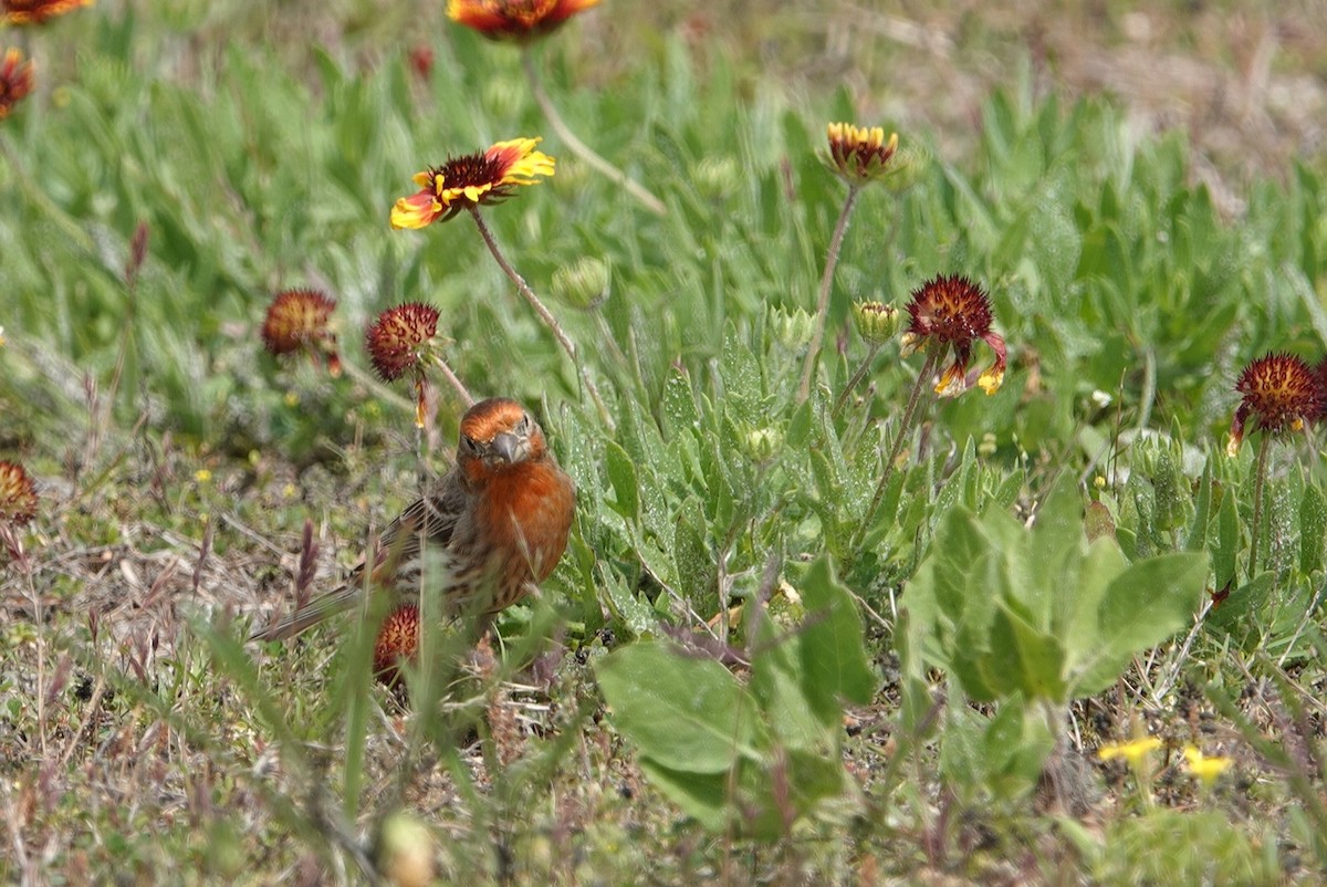 House Finch - ML617111527