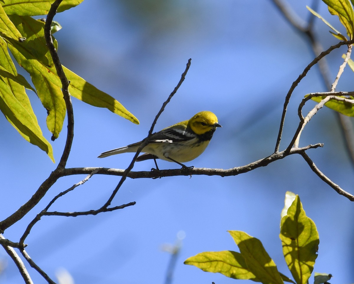 Black-throated Green Warbler - ML617111529