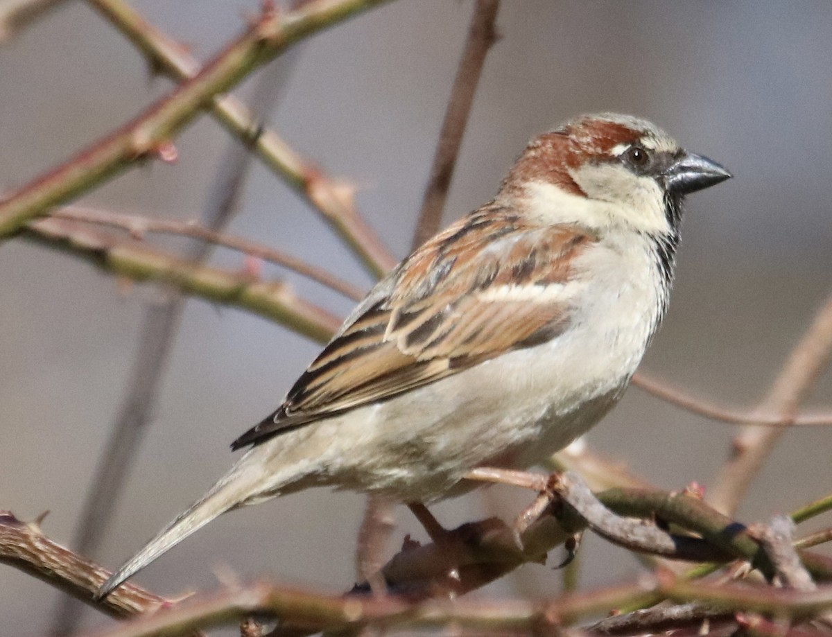 House Sparrow - ML617111579