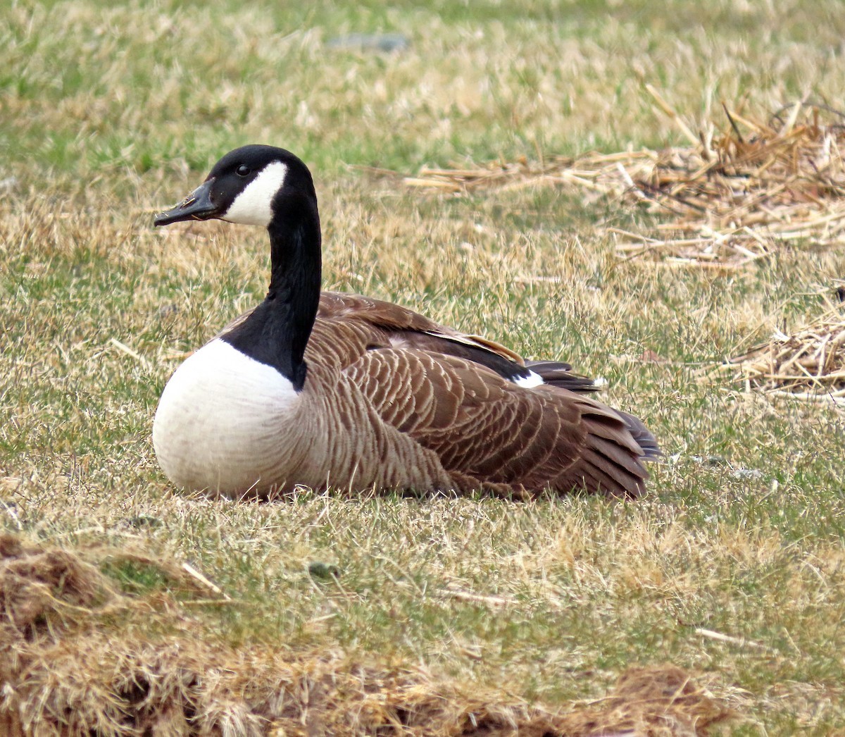 Canada Goose - ML617111582