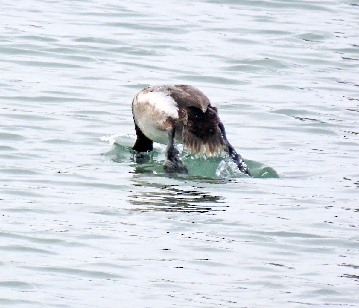 Greater Scaup - Shilo McDonald