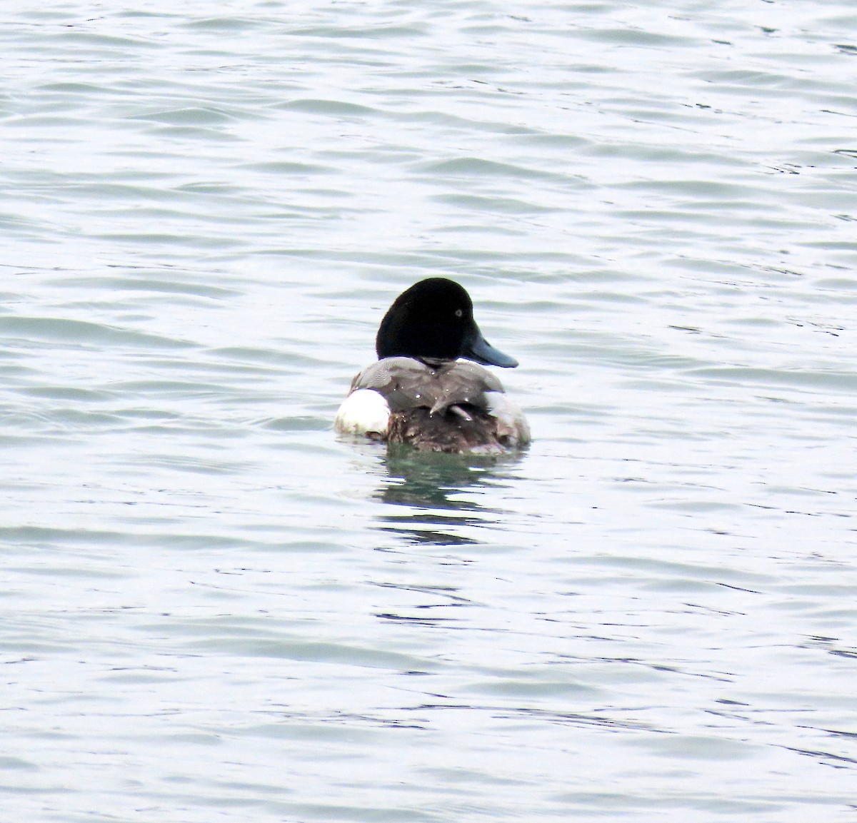 Greater Scaup - Shilo McDonald