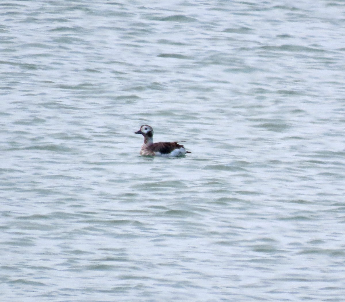 Long-tailed Duck - Shilo McDonald