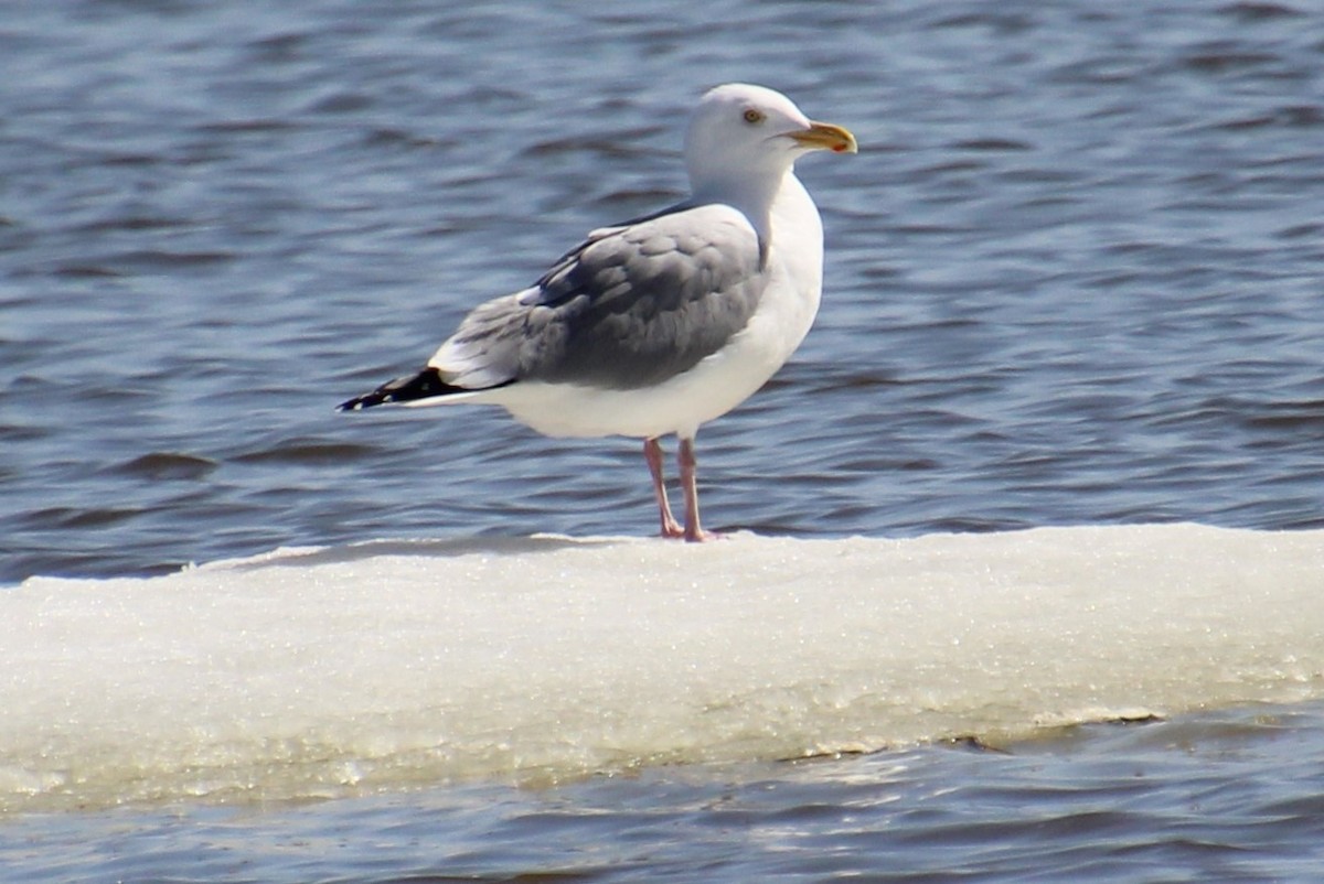 Gaviota Argéntea - ML617111622