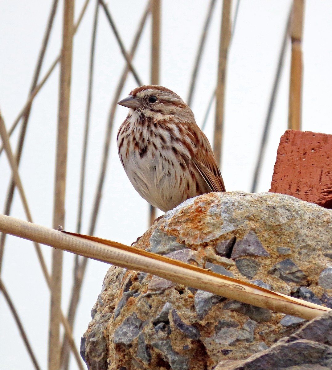 Song Sparrow - Shilo McDonald