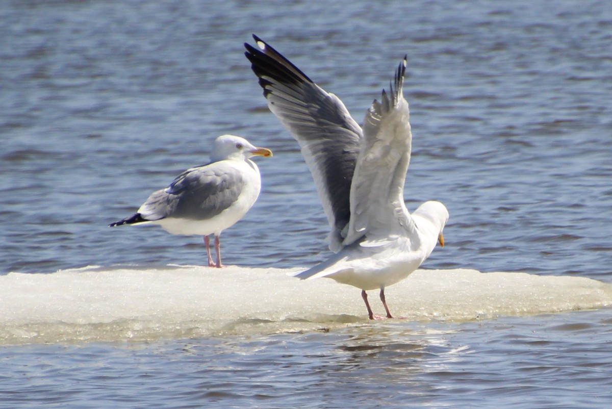 Gaviota Argéntea - ML617111637