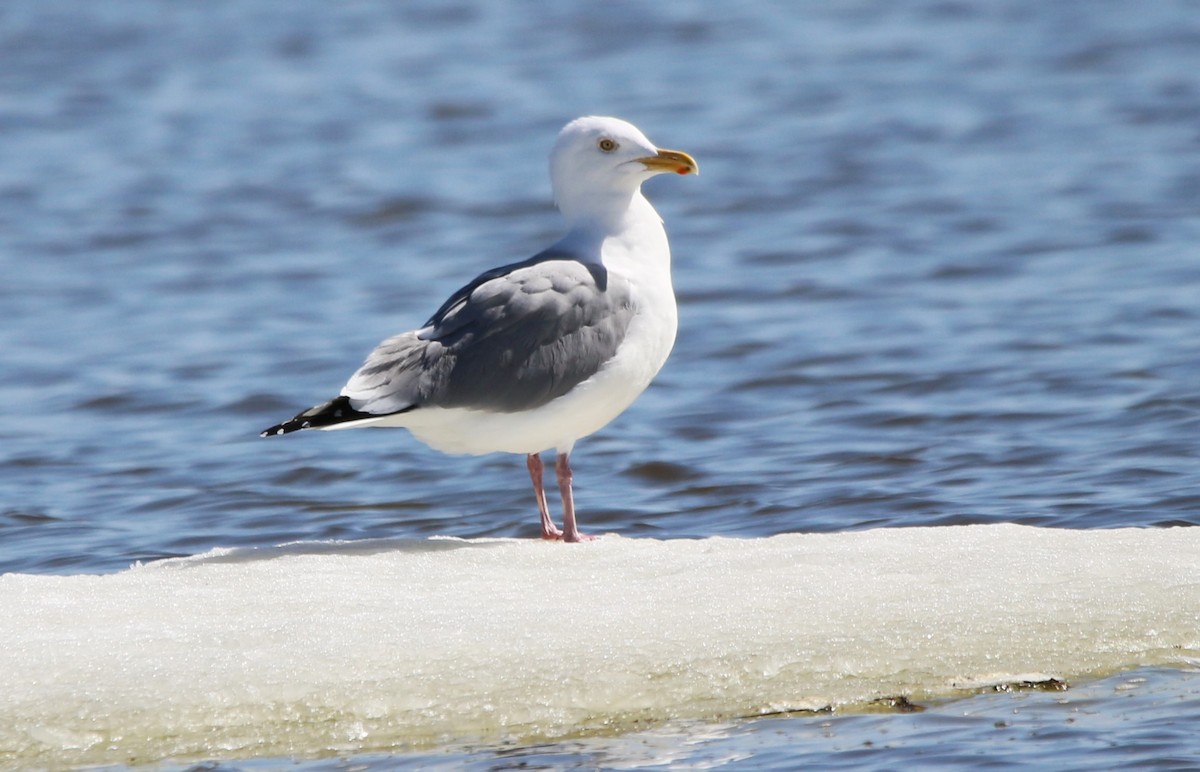 Gaviota Argéntea - ML617111645