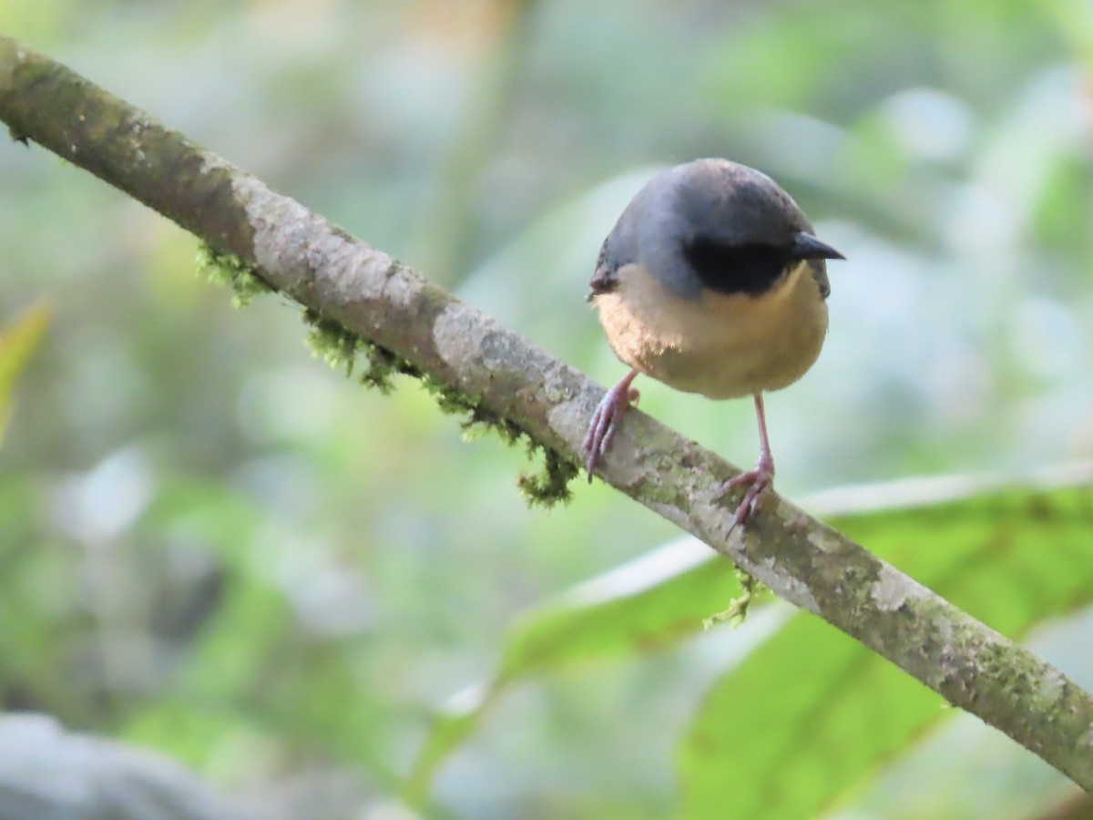 Black-eared Hemispingus - ML617111657