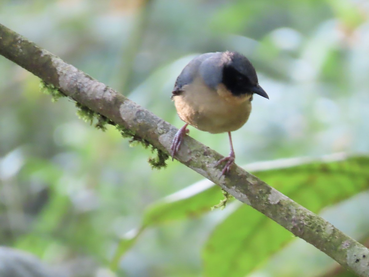 Black-eared Hemispingus - Marjorie Watson