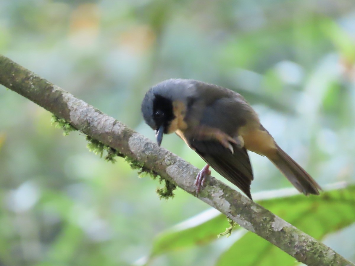 Black-eared Hemispingus - ML617111659