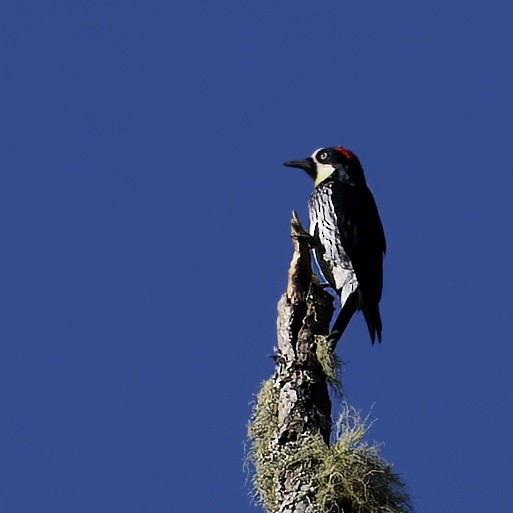Acorn Woodpecker - ML617111703