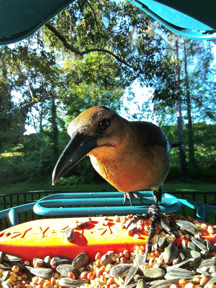 Boat-tailed Grackle (westoni) - ML617111778