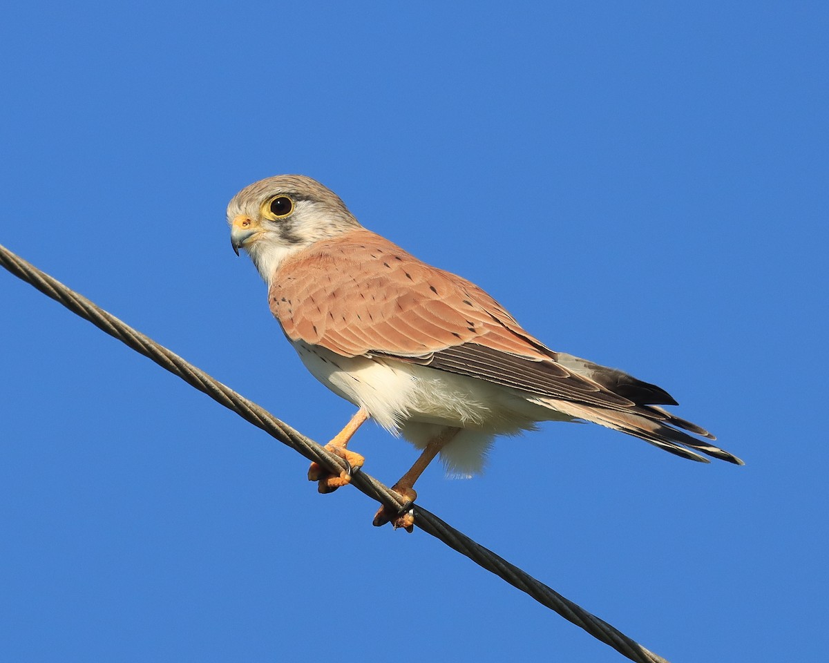 Nankeen Kestrel - ML617111797