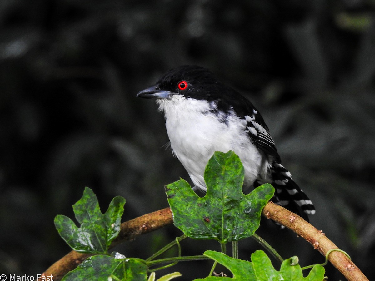 Great Antshrike - ML617111817