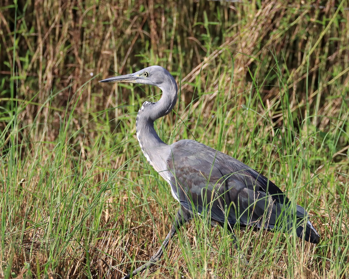 Pacific Heron - John Lowry