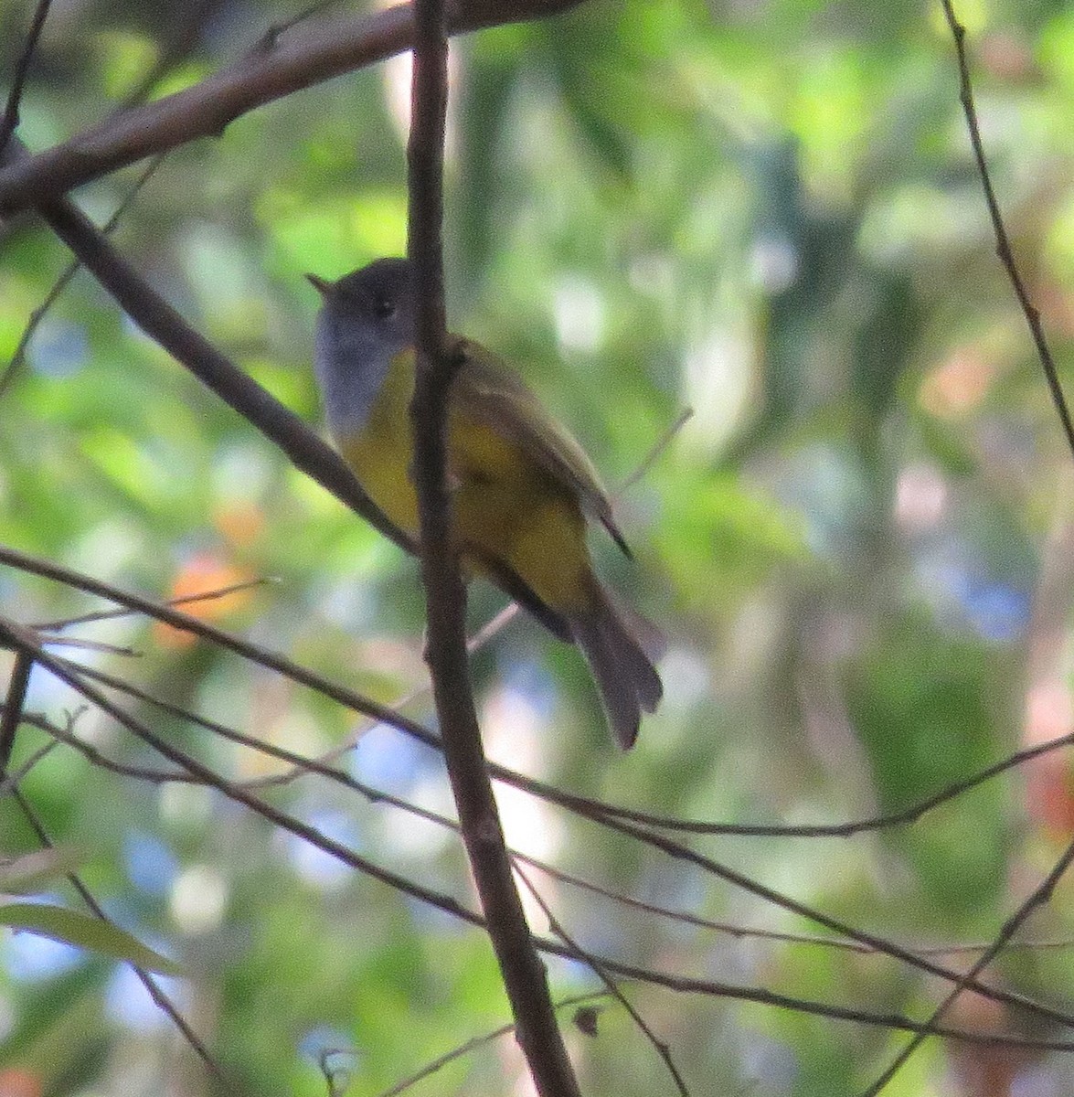 Gray-headed Canary-Flycatcher - Kathryn Clouston