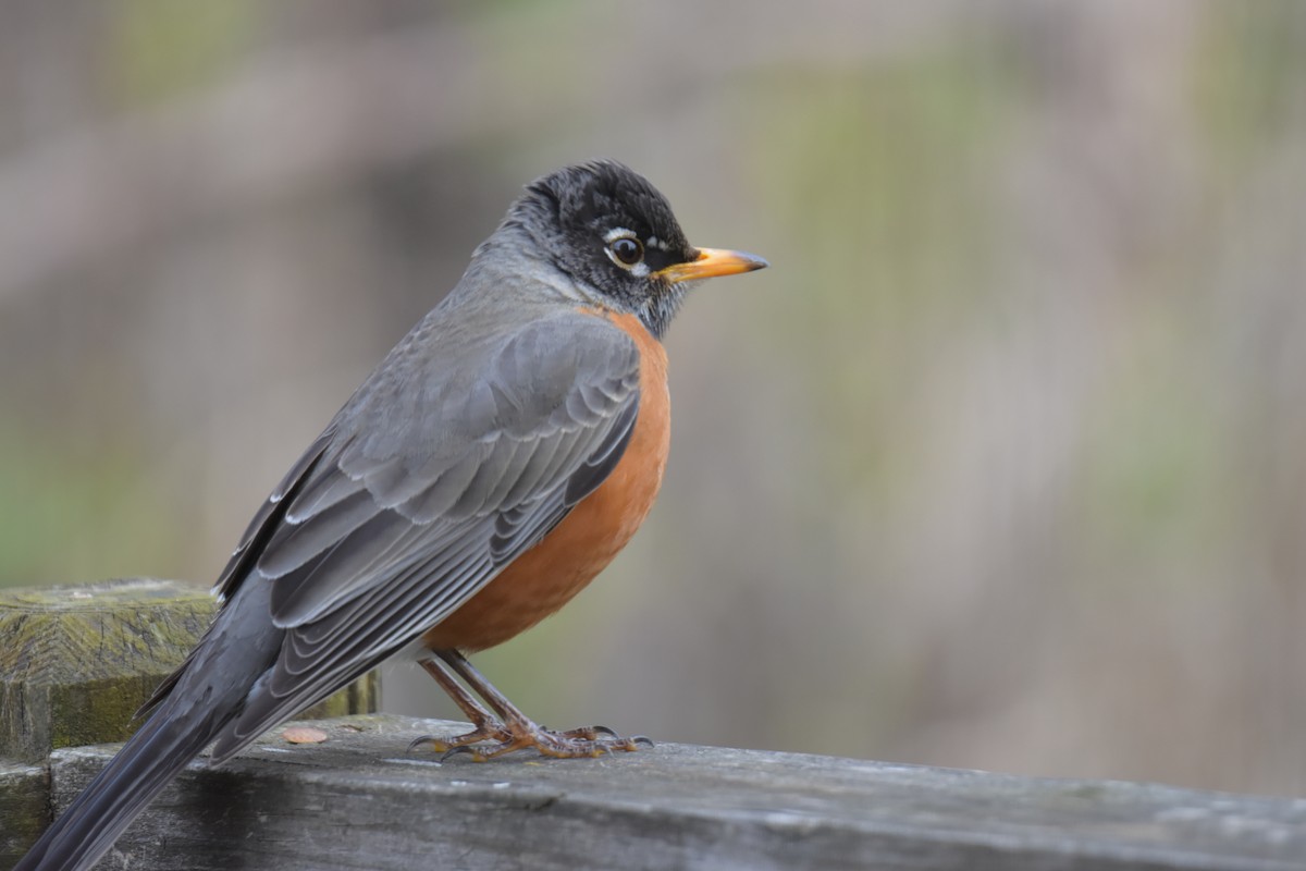 American Robin - Tiffany Means