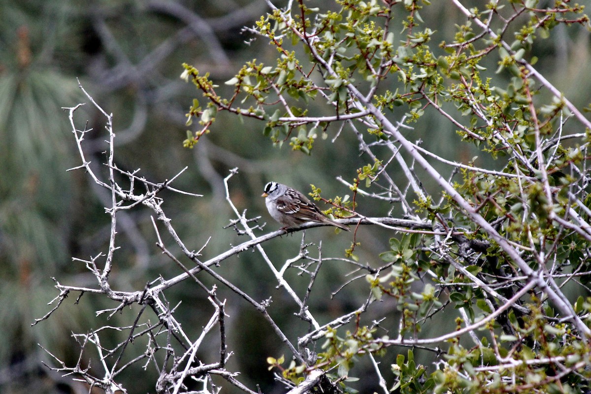 White-crowned Sparrow - ML617111901