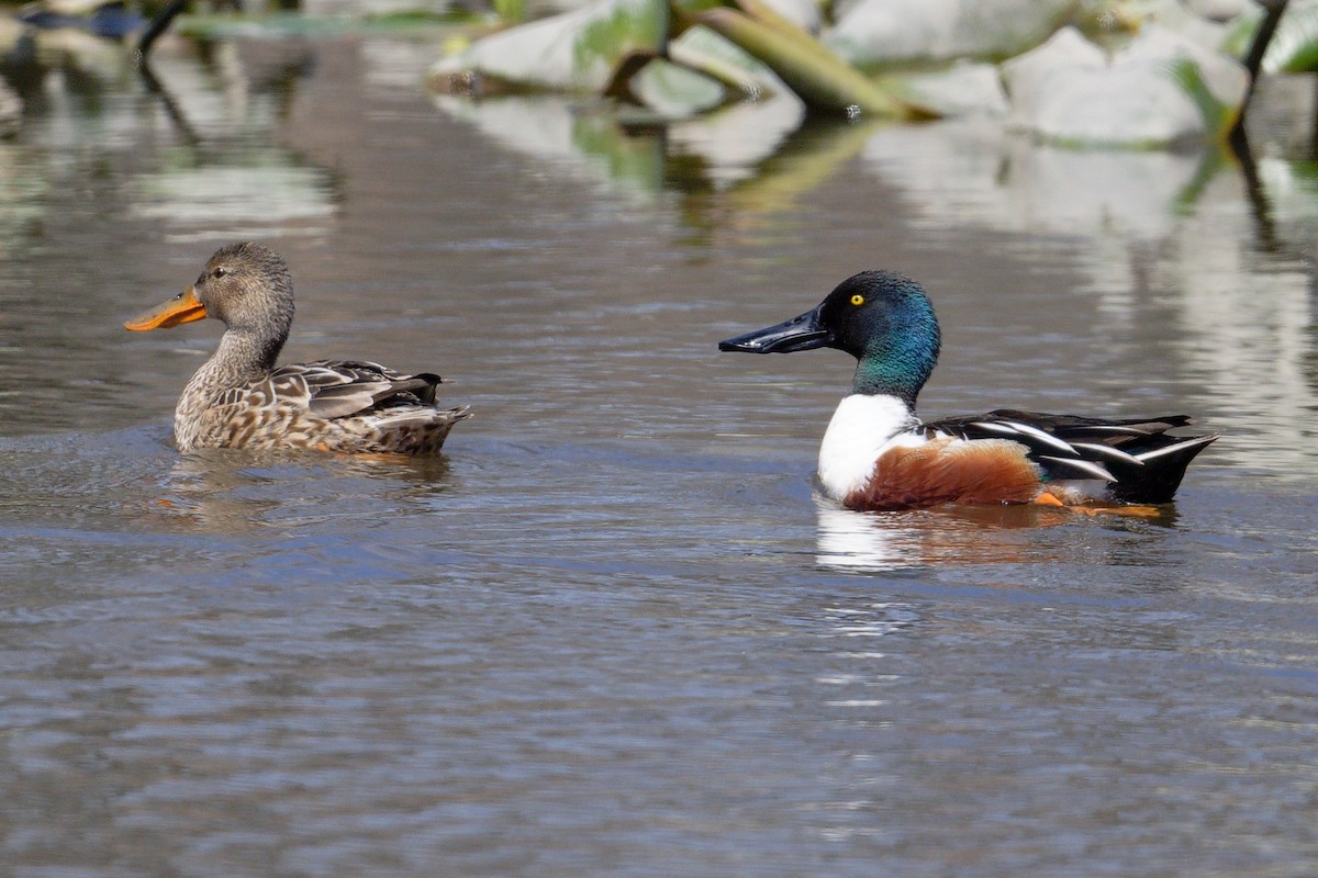 Northern Shoveler - ML617111912