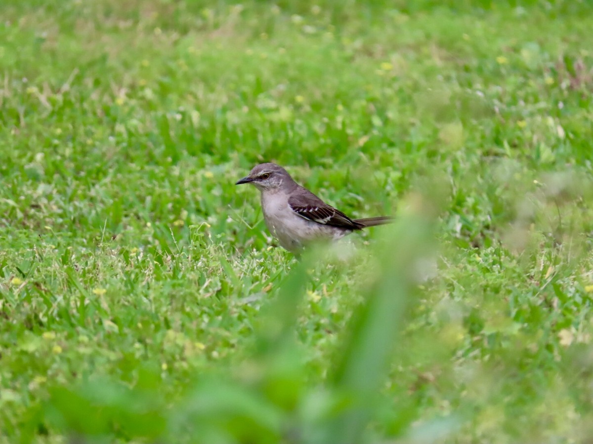 Northern Mockingbird - ML617111914