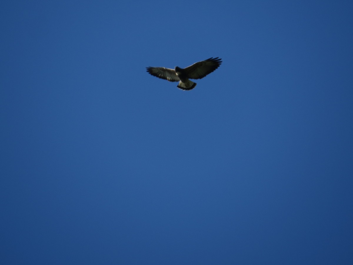 White-tailed Hawk - Rafael González