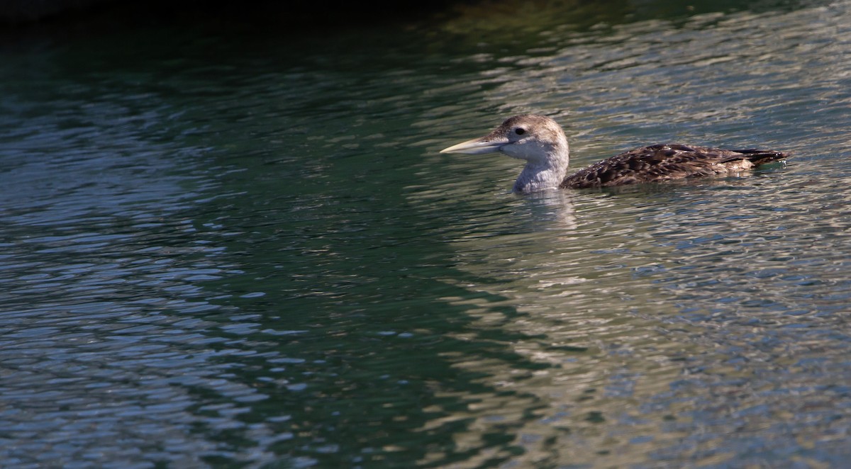 Yellow-billed Loon - ML617111924