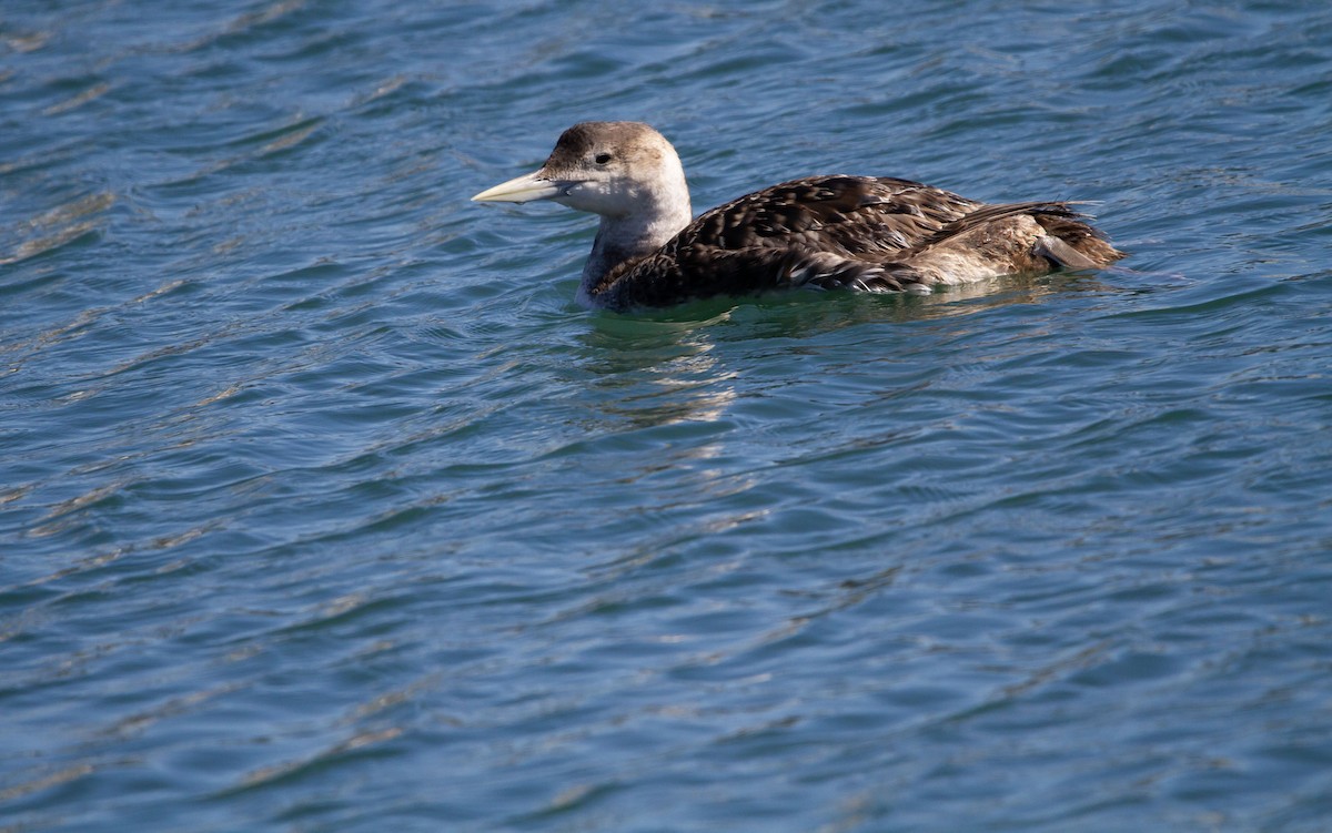 Yellow-billed Loon - Levi Rehberg