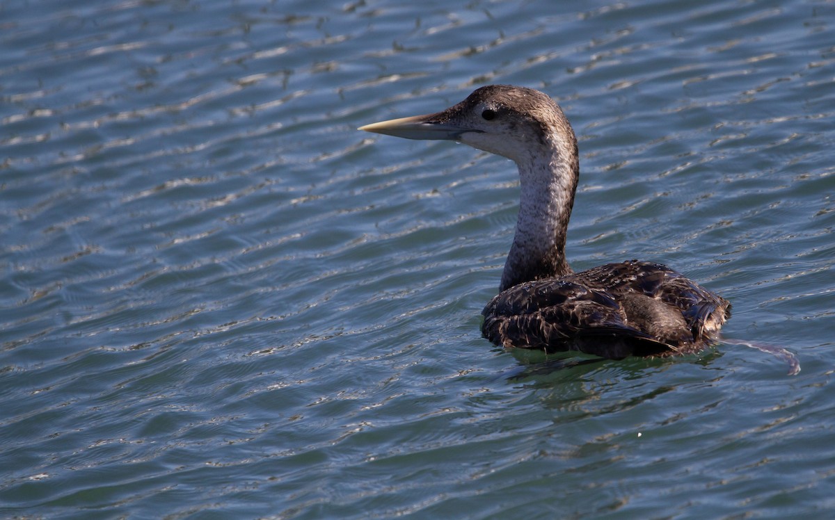 Yellow-billed Loon - ML617111927