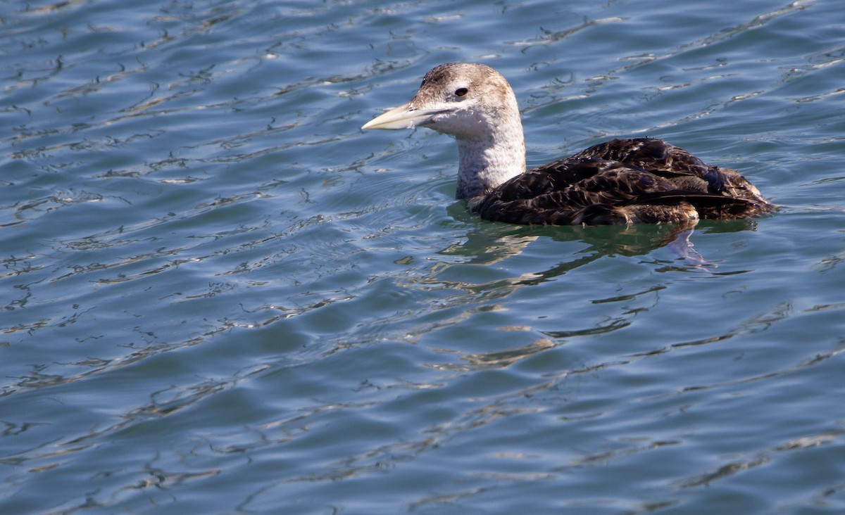 Yellow-billed Loon - Levi Rehberg