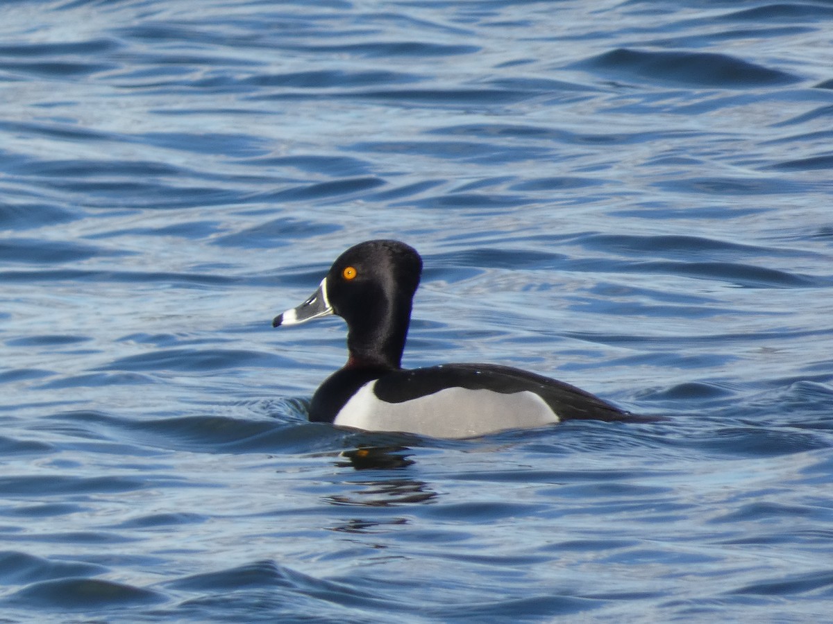 Ring-necked Duck - William Buswell