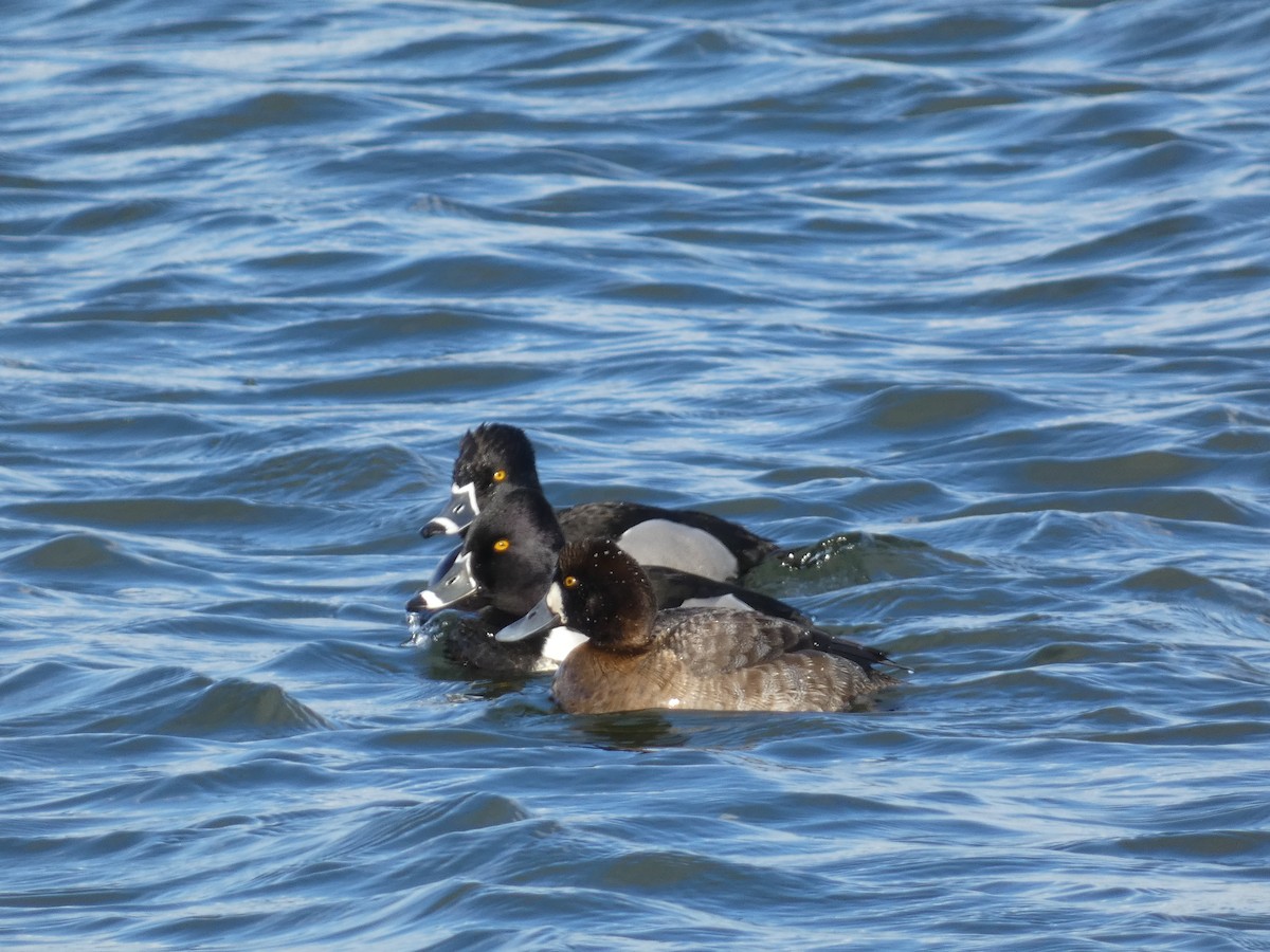 Ring-necked Duck - William Buswell