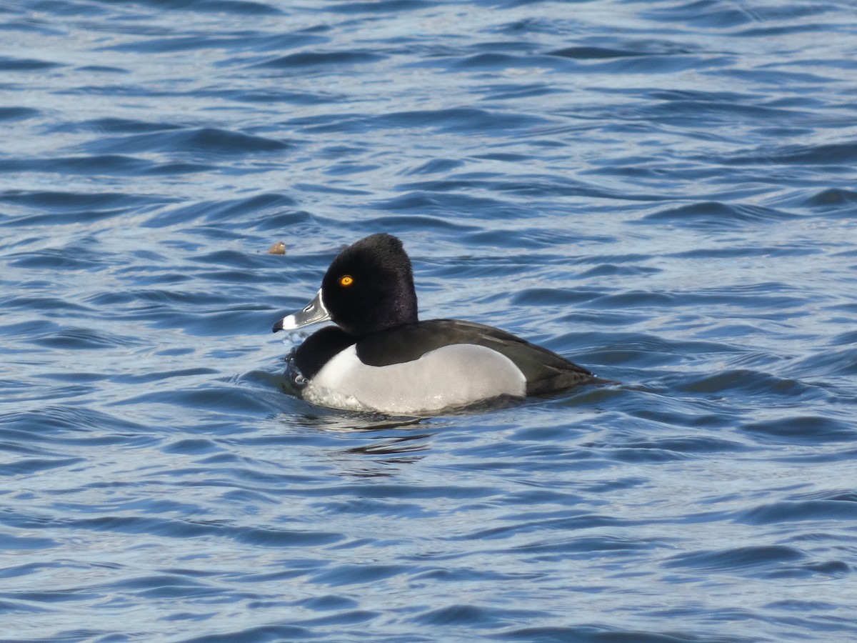 Ring-necked Duck - William Buswell