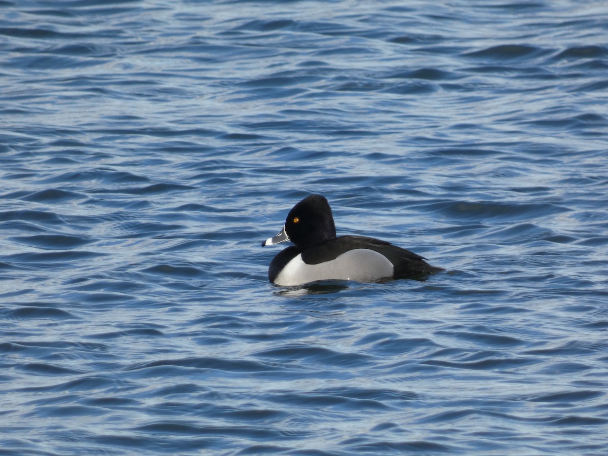 Ring-necked Duck - ML617111946