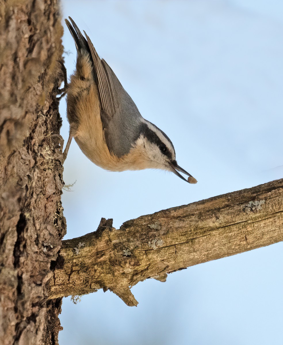 Red-breasted Nuthatch - Cynthia Crawford