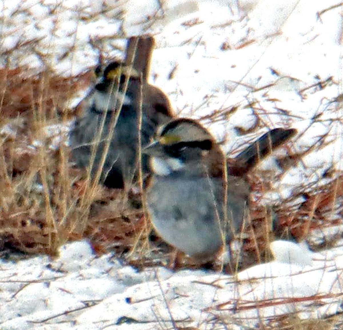 White-throated Sparrow - ML617112095