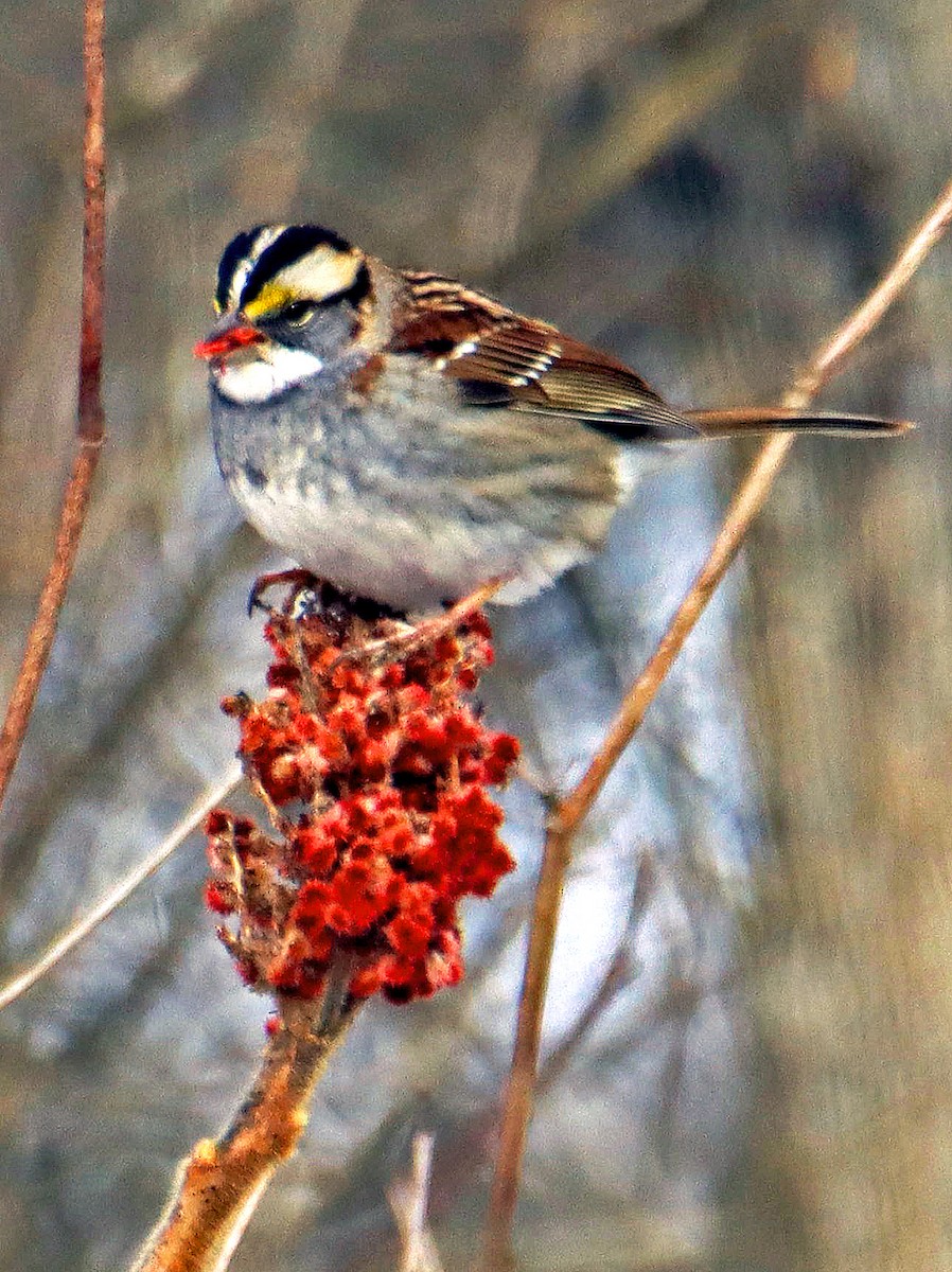 White-throated Sparrow - ML617112096