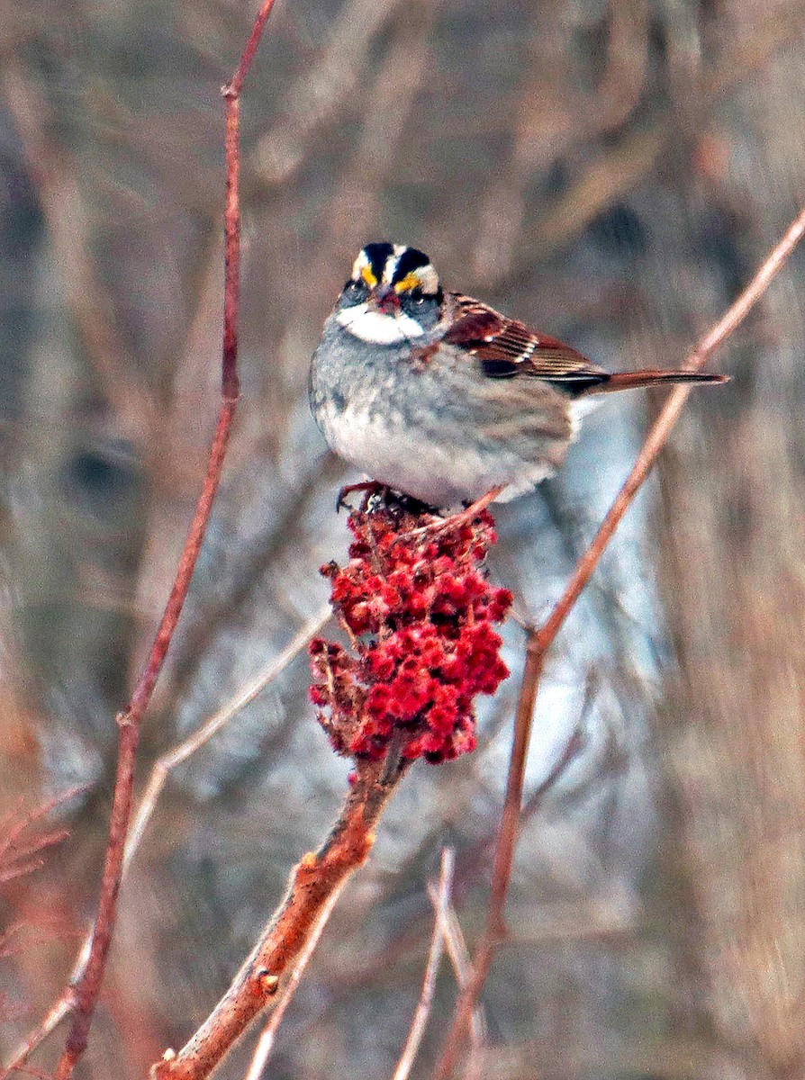 White-throated Sparrow - ML617112097