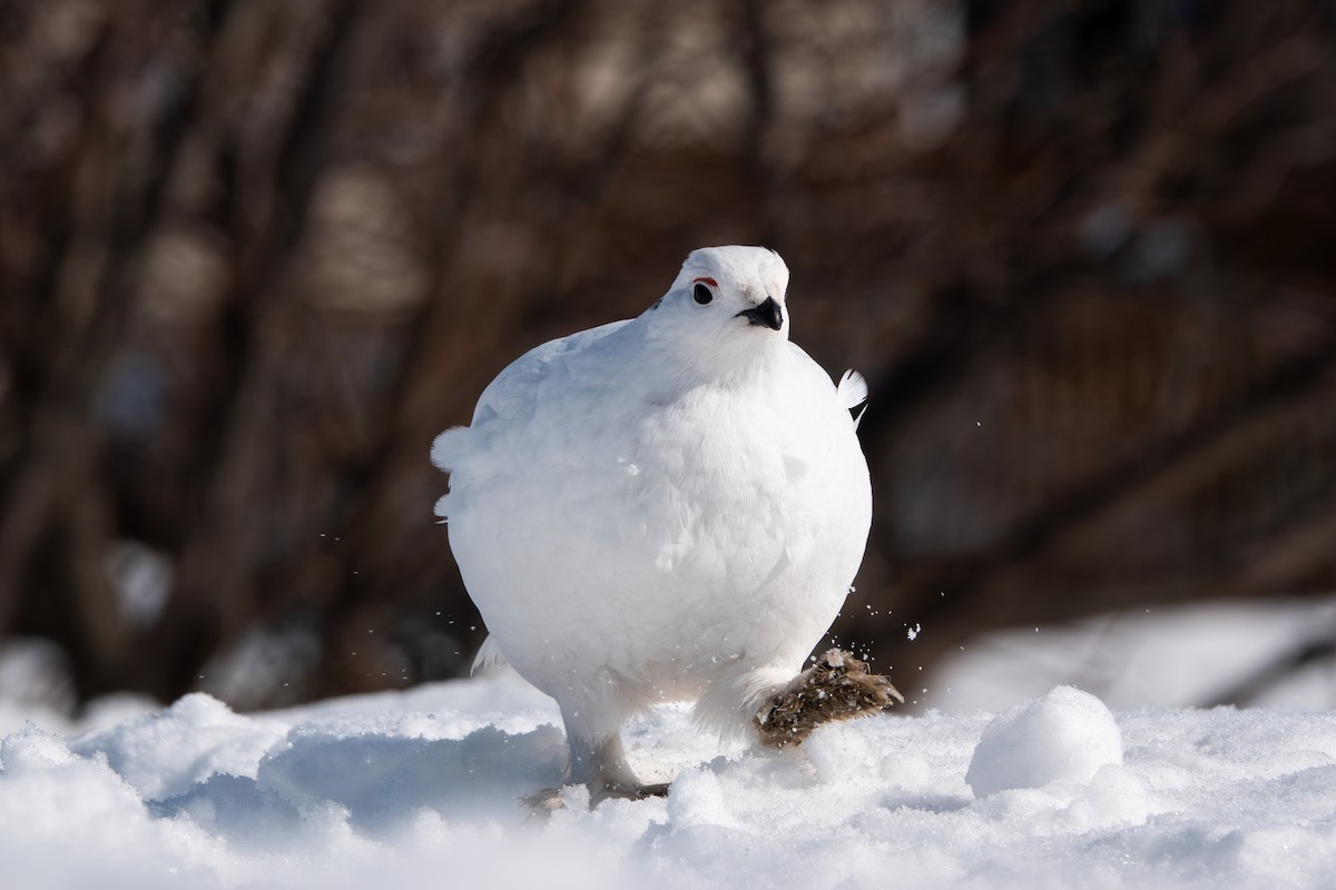 Willow Ptarmigan - ML617112131