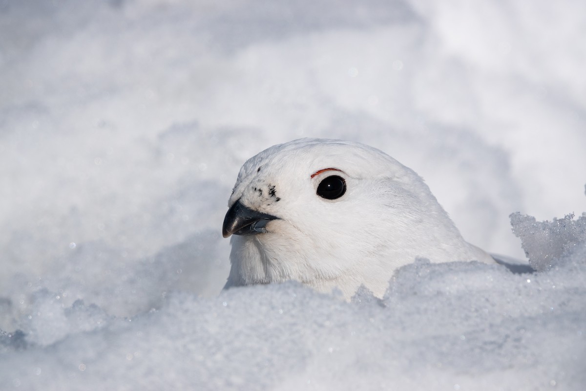 Willow Ptarmigan - ML617112137