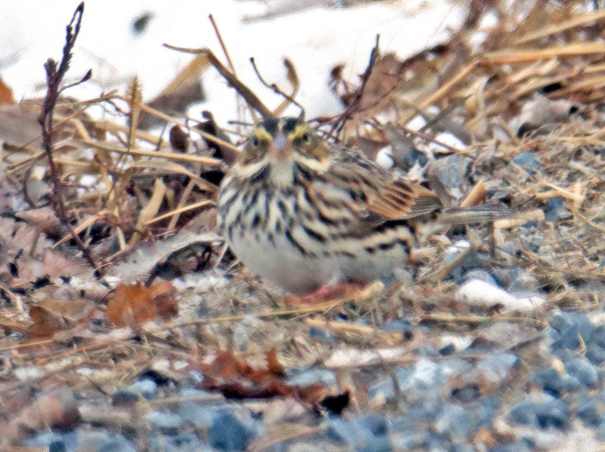 Savannah Sparrow - ML617112142